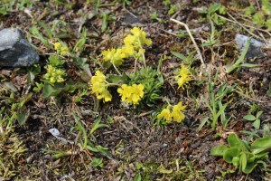 Draba aizoides (1200 x 800)